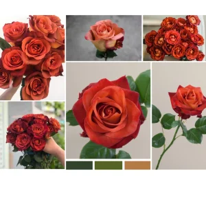 Coffee Break Rose Seeds - Perennial Flower Seeds - 30 Seed Pack - Grow Your Own Roses - Image 7