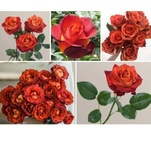Coffee Break Rose Seeds - Perennial Flower Seeds - 30 Seed Pack - Grow Your Own Roses - Image 8