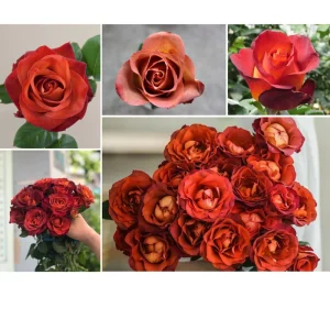 Coffee Break Rose Seeds - Perennial Flower Seeds - 30 Seed Pack - Grow Your Own Roses - Image 9