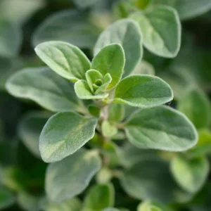 Common Italian Oregano Seeds - Origanum vulgare - Culinary Herb - 20 Seeds - Easy Grow - Image 10