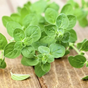 Common Italian Oregano Seeds - Origanum vulgare - Culinary Herb - 20 Seeds - Easy Grow - Image 2