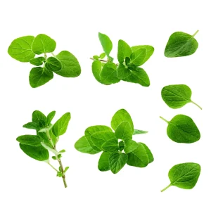 Common Italian Oregano Seeds - Origanum vulgare - Culinary Herb - 20 Seeds - Easy Grow - Image 3