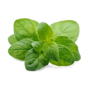 Common Italian Oregano Seeds - Origanum vulgare - Culinary Herb - 20 Seeds - Easy Grow - Image 4