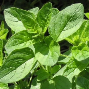 Common Italian Oregano Seeds - Origanum vulgare - Culinary Herb - 20 Seeds - Easy Grow - Image 5
