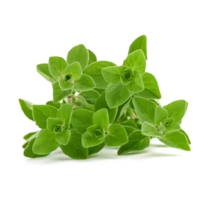 Common Italian Oregano Seeds - Origanum vulgare - Culinary Herb - 20 Seeds - Easy Grow - Image 6