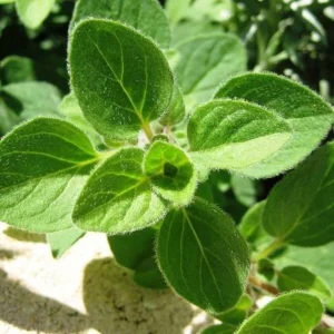 Common Italian Oregano Seeds - Origanum vulgare - Culinary Herb - 20 Seeds - Easy Grow - Image 7