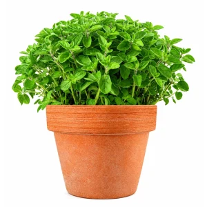 Common Italian Oregano Seeds - Origanum vulgare - Culinary Herb - 20 Seeds - Easy Grow - Image 9