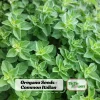 Common Italian Oregano Seeds - Origanum vulgare - Culinary Herb - 20 Seeds - Easy Grow - Image 1