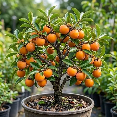 Common Persimmon Tree Live Plant - Hardy Deciduous Fruit Tree 6-14" Tall in Qt Pot - Image 2