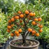 Common Persimmon Tree Live Plant - Hardy Deciduous Fruit Tree 6-14" Tall in Qt Pot - Image 1