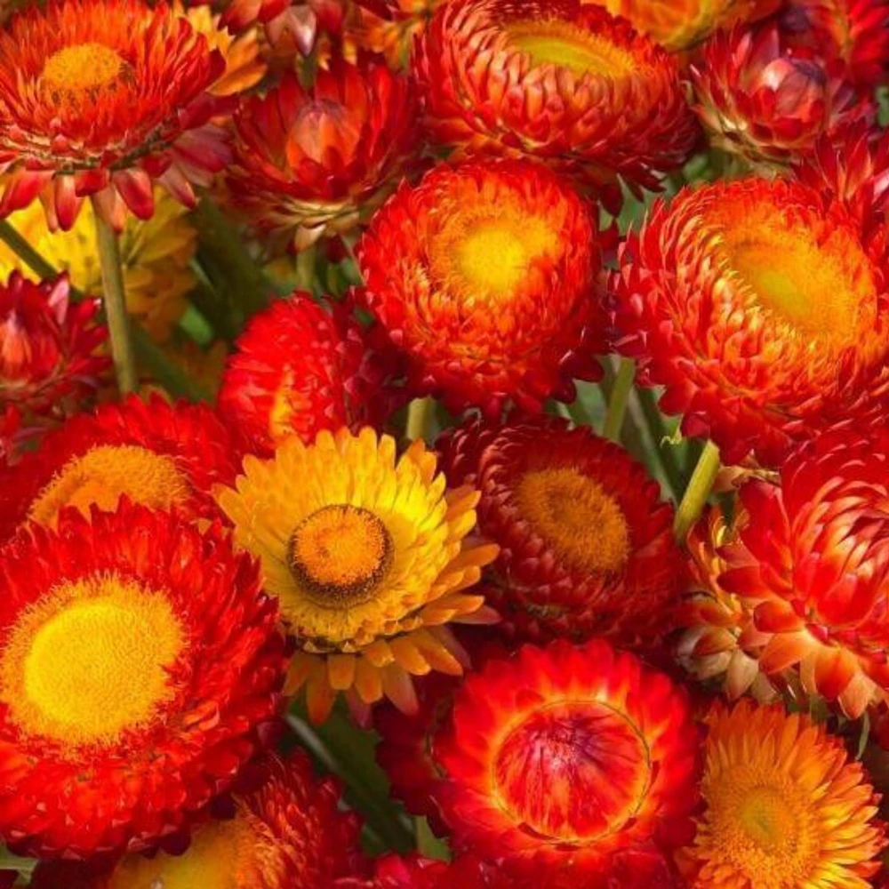 Copper Red Strawflower Seeds - 100 Seeds, Everlasting Blooms, Non-GMO - Image 10