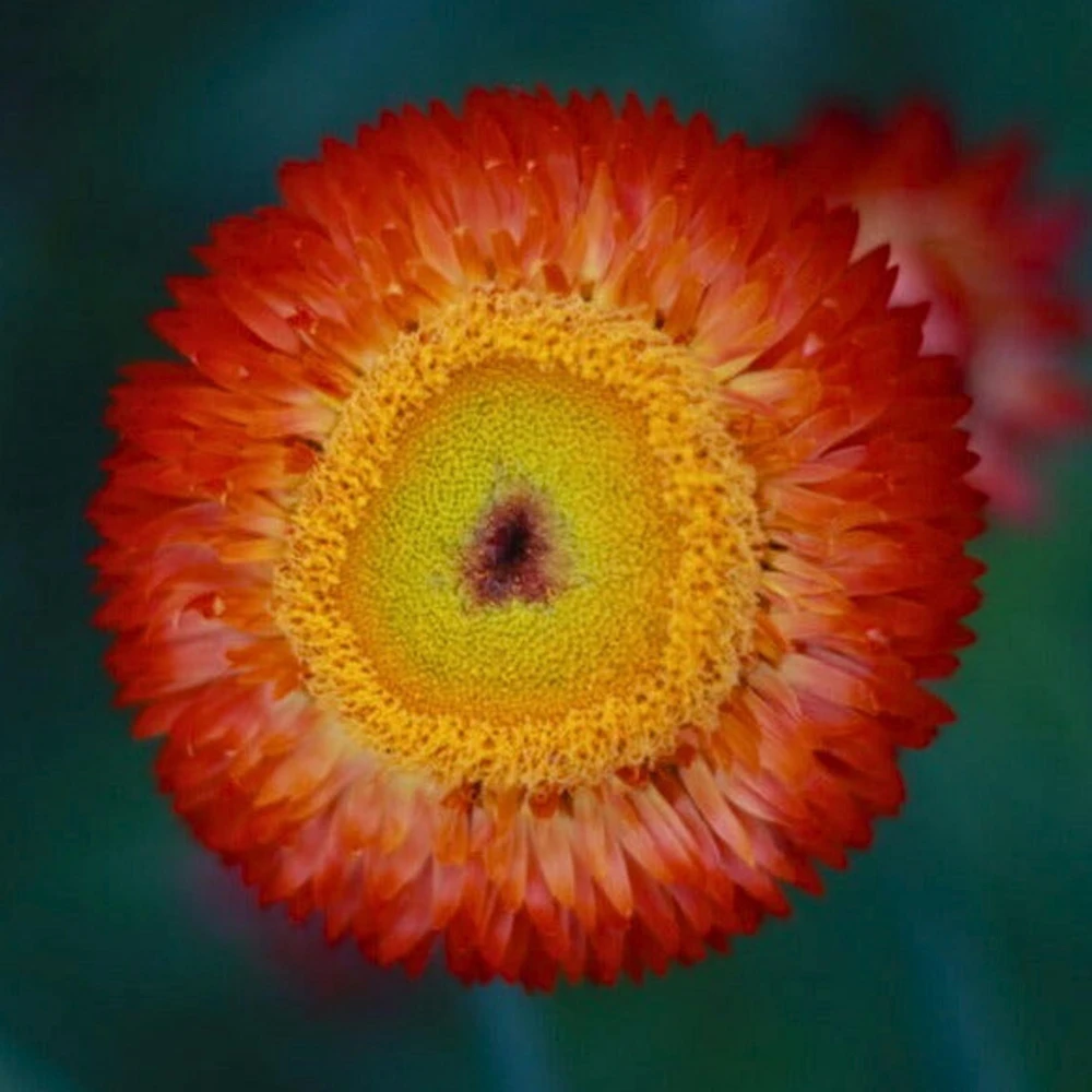 Copper Red Strawflower Seeds - 100 Seeds, Everlasting Blooms, Non-GMO - Image 11