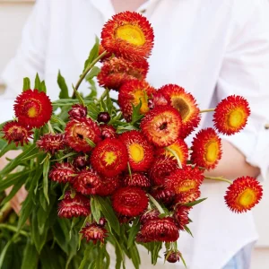 Copper Red Strawflower Seeds - 100 Seeds, Everlasting Blooms, Non-GMO - Image 12