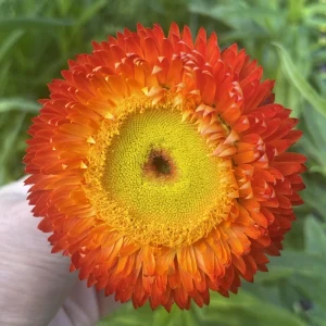 Copper Red Strawflower Seeds - 100 Seeds, Everlasting Blooms, Non-GMO - Image 13