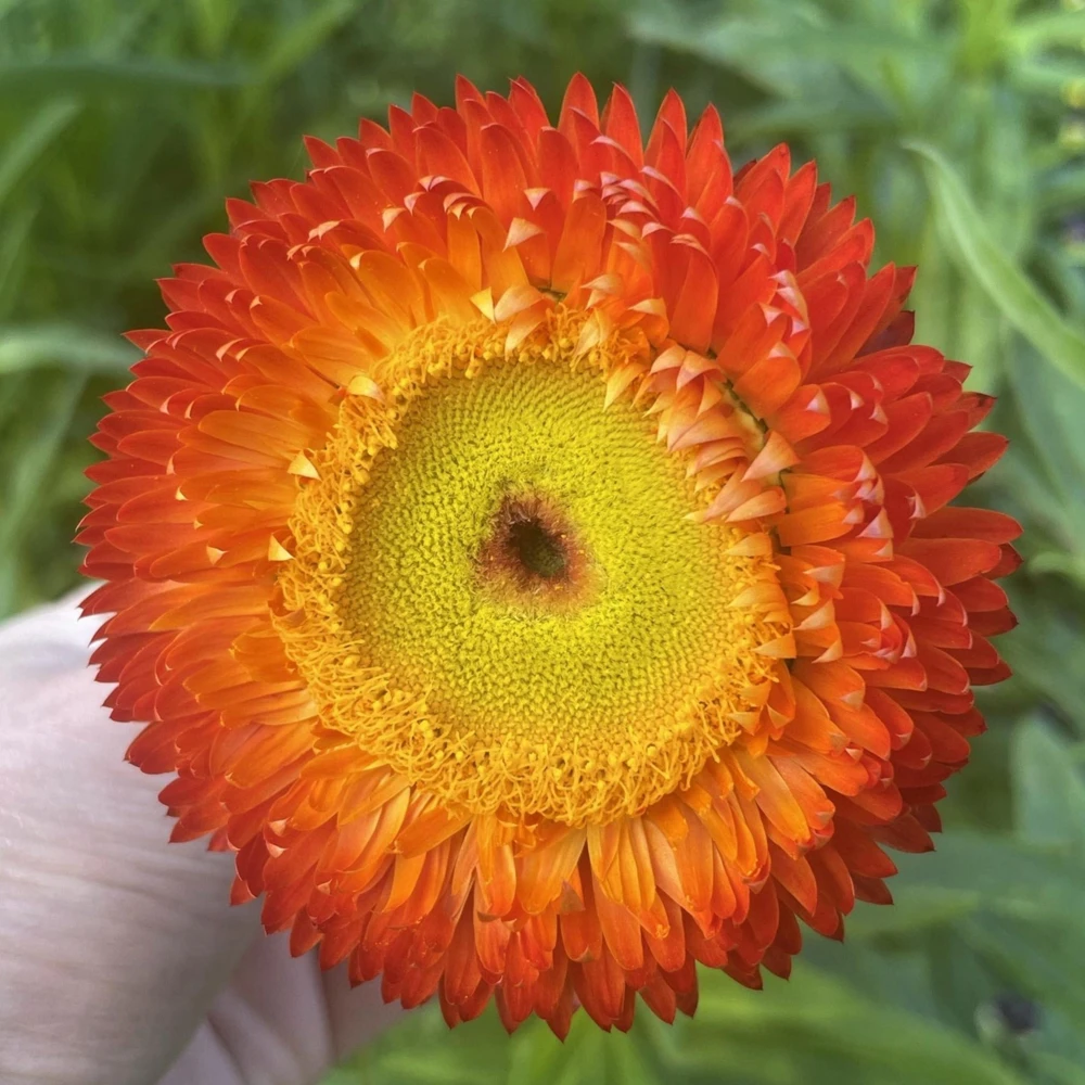 Copper Red Strawflower Seeds - 100 Seeds, Everlasting Blooms, Non-GMO - Image 13