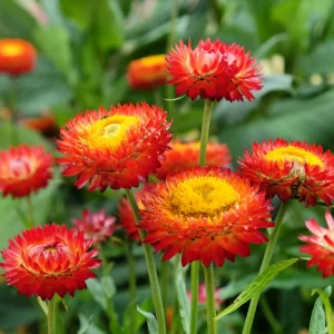 Copper Red Strawflower Seeds - 100 Seeds, Everlasting Blooms, Non-GMO - Image 14