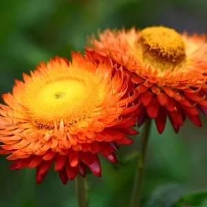 Copper Red Strawflower Seeds - 100 Seeds, Everlasting Blooms, Non-GMO - Image 15