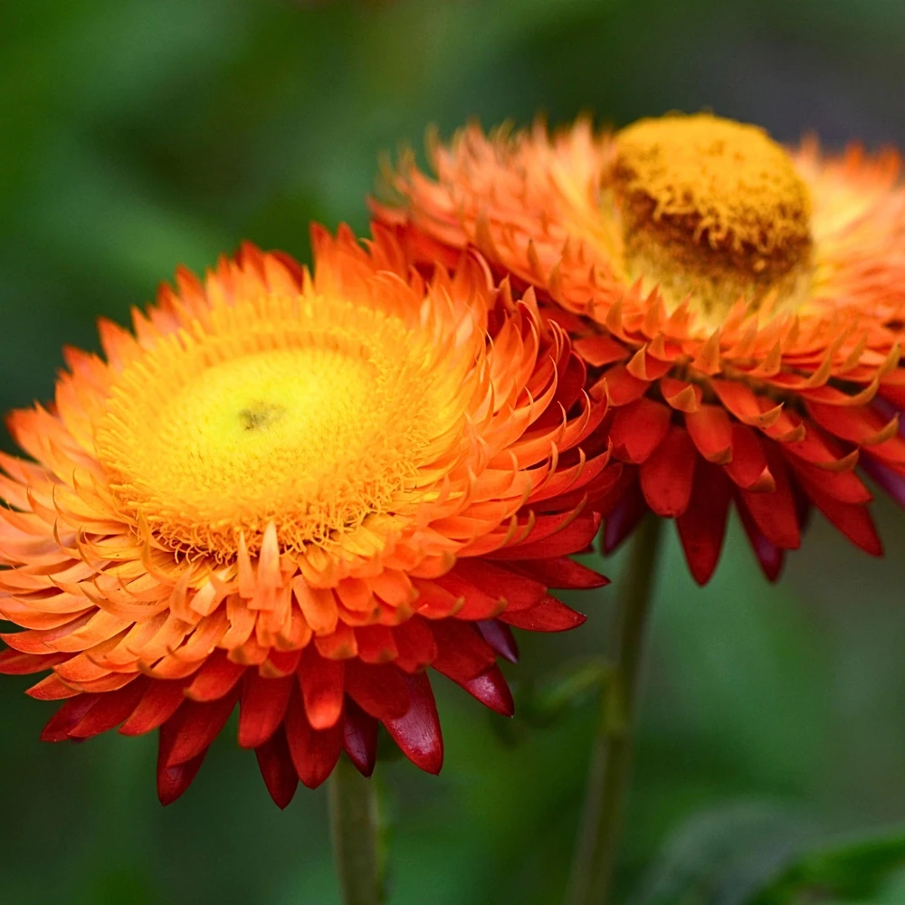 Copper Red Strawflower Seeds - 100 Seeds, Everlasting Blooms, Non-GMO - Image 15
