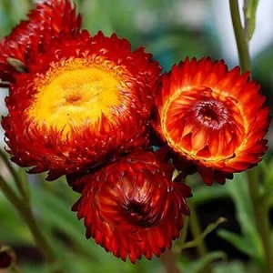 Copper Red Strawflower Seeds - 100 Seeds, Everlasting Blooms, Non-GMO - Image 2