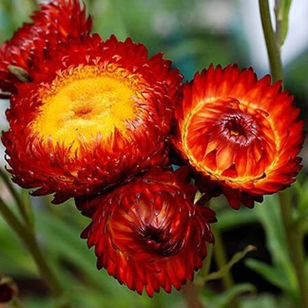 Copper Red Strawflower Seeds - 100 Seeds, Everlasting Blooms, Non-GMO - Image 2