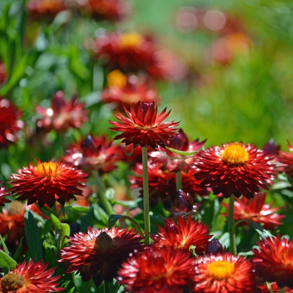 Copper Red Strawflower Seeds - 100 Seeds, Everlasting Blooms, Non-GMO - Image 3