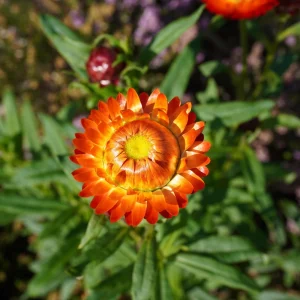 Copper Red Strawflower Seeds - 100 Seeds, Everlasting Blooms, Non-GMO - Image 4