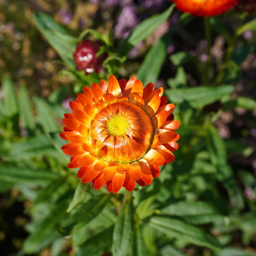 Copper Red Strawflower Seeds - 100 Seeds, Everlasting Blooms, Non-GMO - Image 4