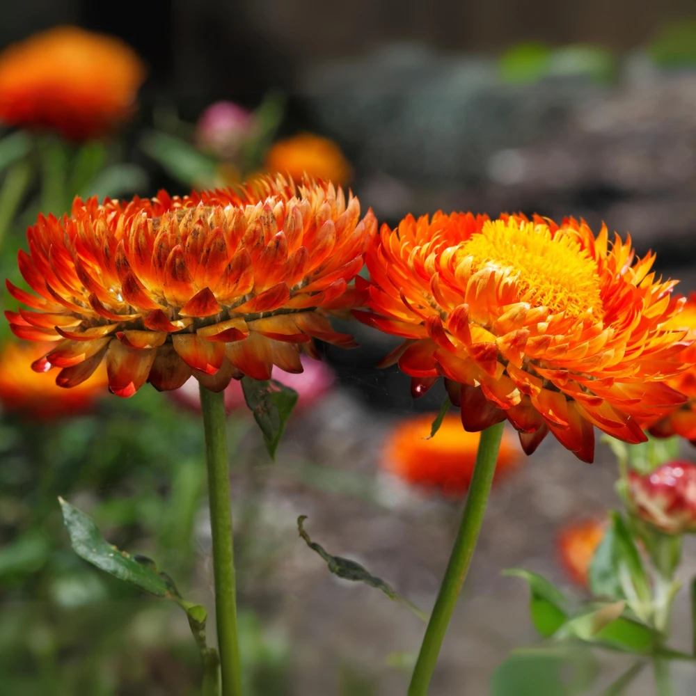 Copper Red Strawflower Seeds - 100 Seeds, Everlasting Blooms, Non-GMO - Image 5