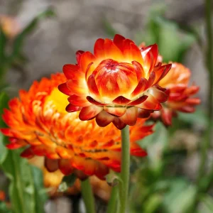 Copper Red Strawflower Seeds - 100 Seeds, Everlasting Blooms, Non-GMO - Image 6