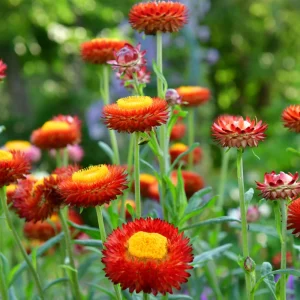 Copper Red Strawflower Seeds - 100 Seeds, Everlasting Blooms, Non-GMO - Image 7