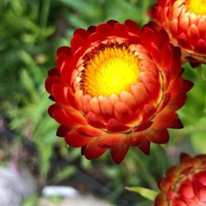 Copper Red Strawflower Seeds - 100 Seeds, Everlasting Blooms, Non-GMO - Image 8