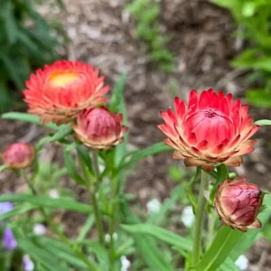 Copper Red Strawflower Seeds - 100 Seeds, Everlasting Blooms, Non-GMO - Image 9