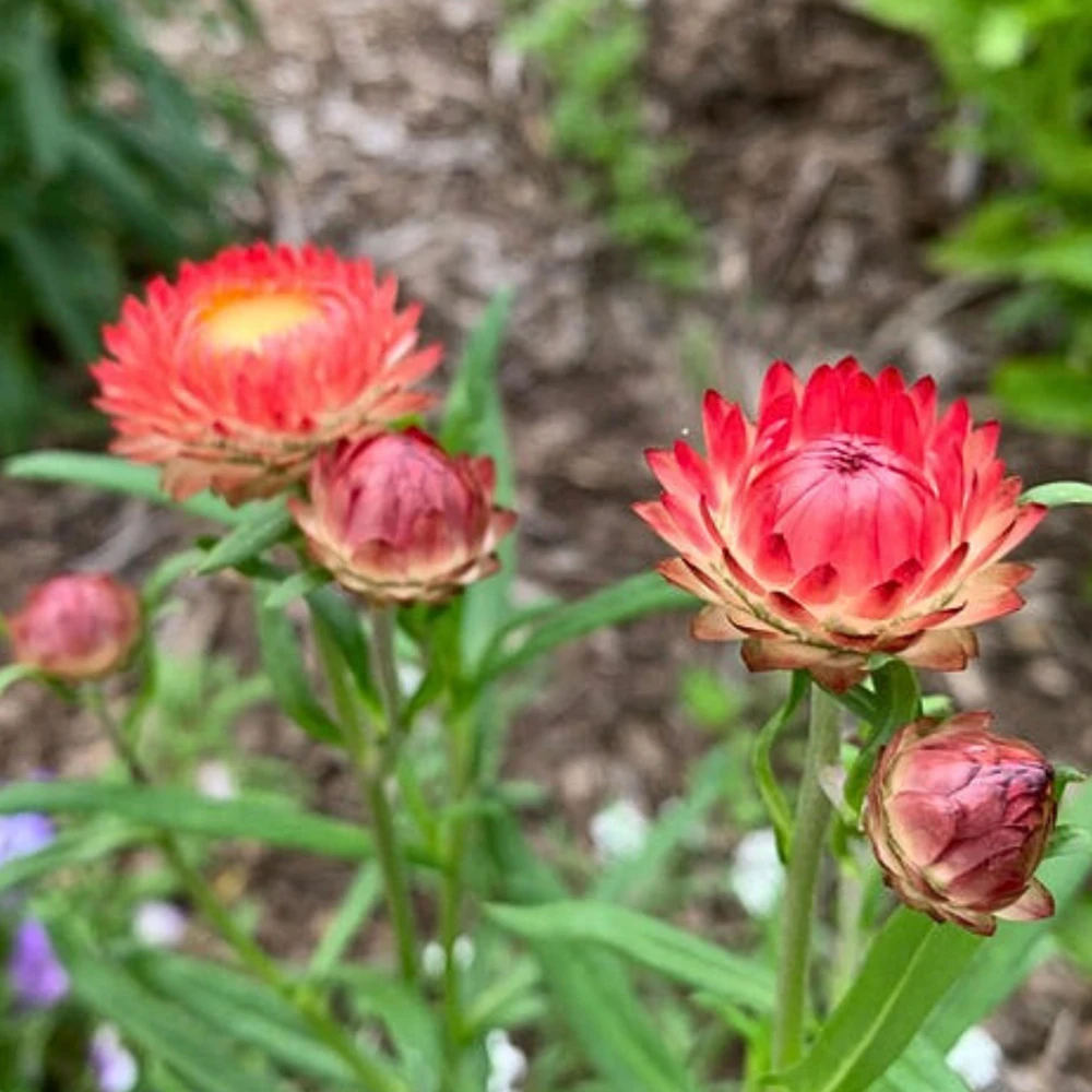 Copper Red Strawflower Seeds - 100 Seeds, Everlasting Blooms, Non-GMO - Image 9