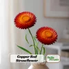 Copper Red Strawflower Seeds - 100 Seeds, Everlasting Blooms, Non-GMO - Image 1
