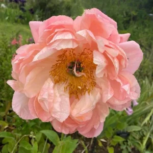 Coral Charm Peony Seeds - 10 Count Pack - Perennial Heirloom Flower Seeds for Garden - Image 10