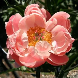 Coral Charm Peony Seeds - 10 Count Pack - Perennial Heirloom Flower Seeds for Garden - Image 11
