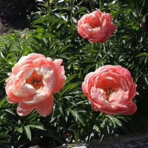 Coral Charm Peony Seeds - 10 Count Pack - Perennial Heirloom Flower Seeds for Garden - Image 12