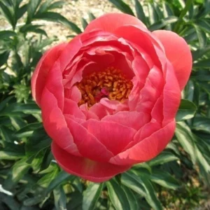 Coral Charm Peony Seeds - 10 Count Pack - Perennial Heirloom Flower Seeds for Garden - Image 13