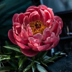 Coral Charm Peony Seeds - 10 Count Pack - Perennial Heirloom Flower Seeds for Garden - Image 14