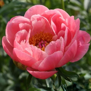 Coral Charm Peony Seeds - 10 Count Pack - Perennial Heirloom Flower Seeds for Garden - Image 15