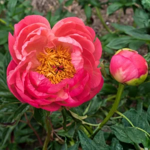 Coral Charm Peony Seeds - 10 Count Pack - Perennial Heirloom Flower Seeds for Garden - Image 16