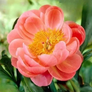 Coral Charm Peony Seeds - 10 Count Pack - Perennial Heirloom Flower Seeds for Garden - Image 17