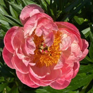 Coral Charm Peony Seeds - 10 Count Pack - Perennial Heirloom Flower Seeds for Garden - Image 18
