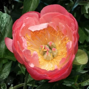 Coral Charm Peony Seeds - 10 Count Pack - Perennial Heirloom Flower Seeds for Garden - Image 19