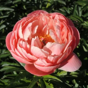 Coral Charm Peony Seeds - 10 Count Pack - Perennial Heirloom Flower Seeds for Garden - Image 2
