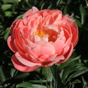 Coral Charm Peony Seeds - 10 Count Pack - Perennial Heirloom Flower Seeds for Garden - Image 3