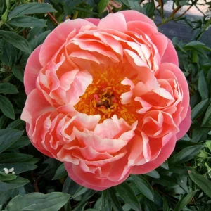 Coral Charm Peony Seeds - 10 Count Pack - Perennial Heirloom Flower Seeds for Garden - Image 4