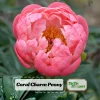 Coral Charm Peony Seeds - 10 Count Pack - Perennial Heirloom Flower Seeds for Garden - Image 1