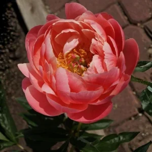 Coral Charm Peony Seeds - 10 Count Pack - Perennial Heirloom Flower Seeds for Garden - Image 5