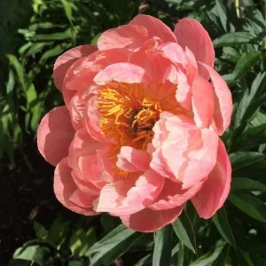 Coral Charm Peony Seeds - 10 Count Pack - Perennial Heirloom Flower Seeds for Garden - Image 6